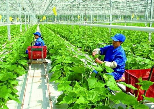 政策支持農(nóng)戶合作社與公司模式 琪金食品數(shù)字化轉(zhuǎn)型與麥秸畫(huà)產(chǎn)業(yè)的探索